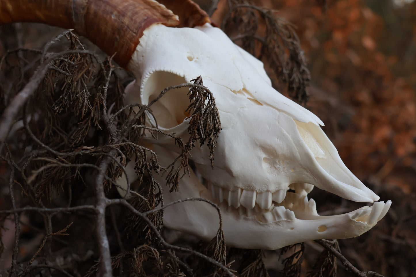 Horned Goat Skull