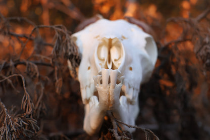 Horned Goat Skull