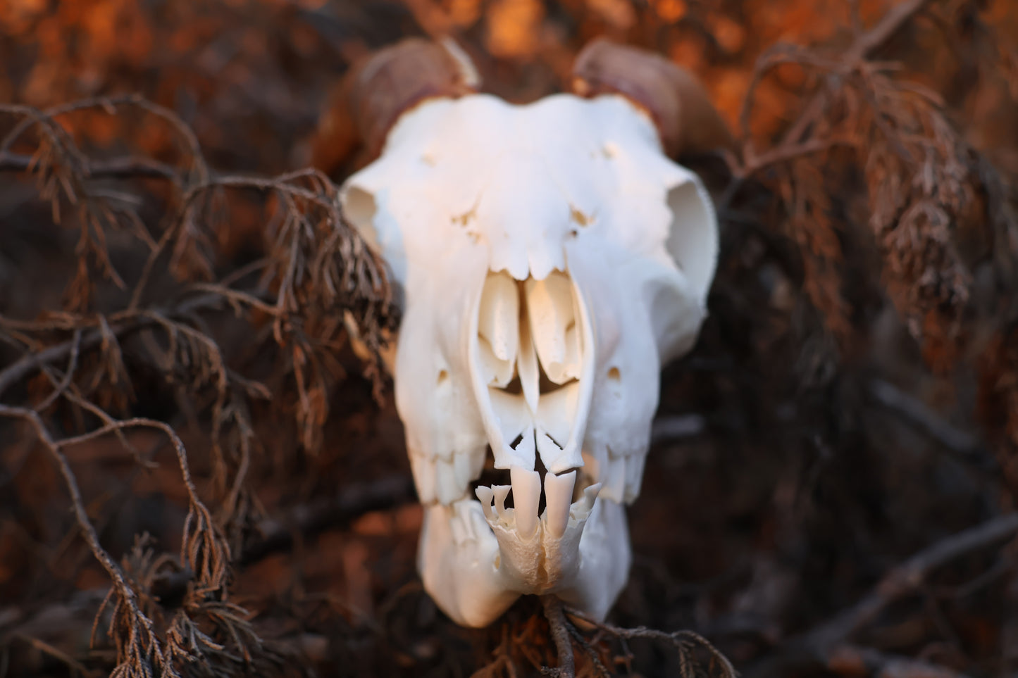 Horned Goat Skull