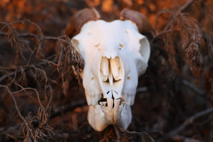 Horned Goat Skull