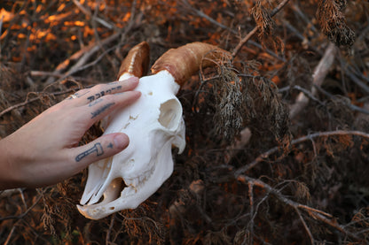 Horned Goat Skull