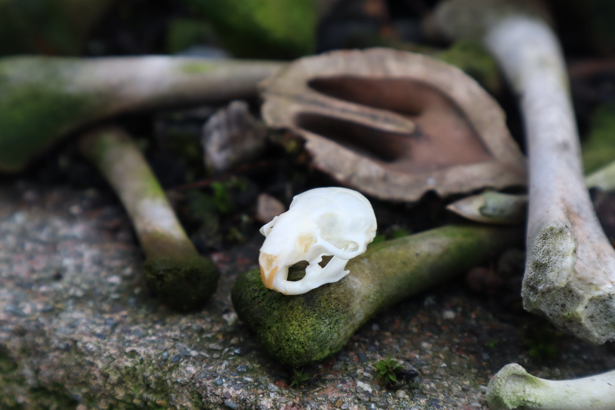 Reserved for Madison - Mouse Skull