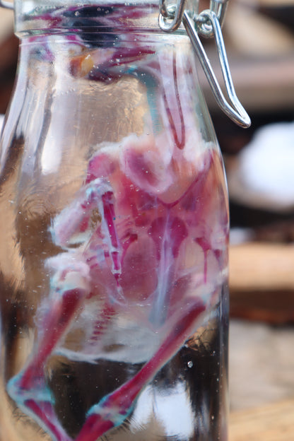 Sub-Adult Chicken Diaphonization