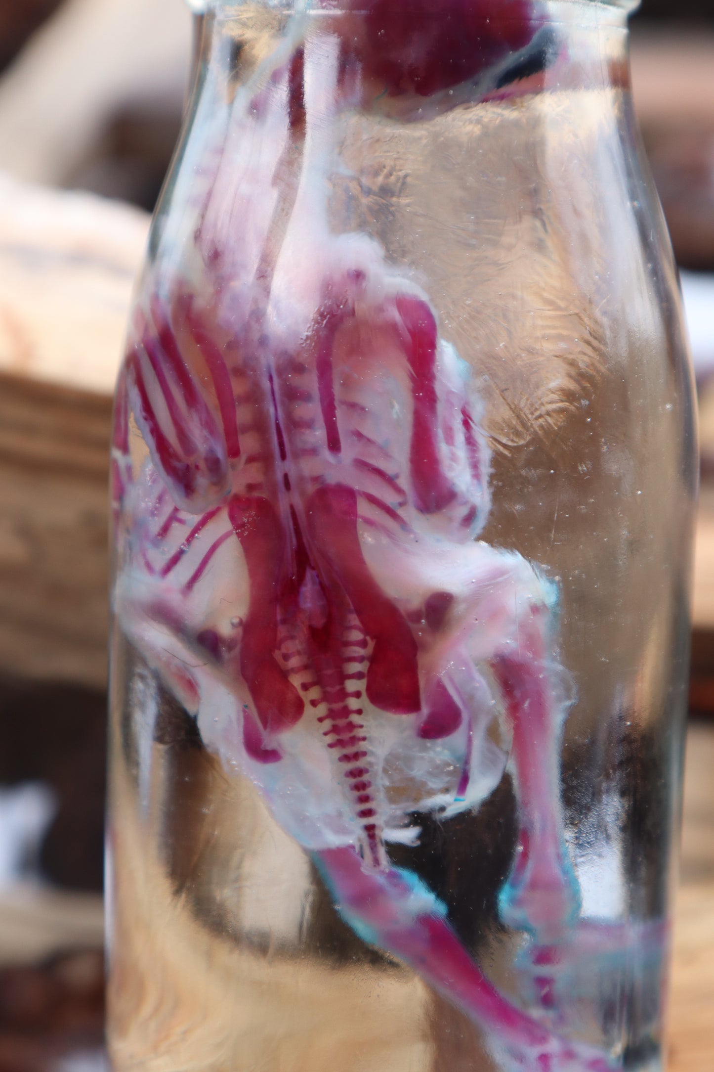 Sub-Adult Chicken Diaphonization