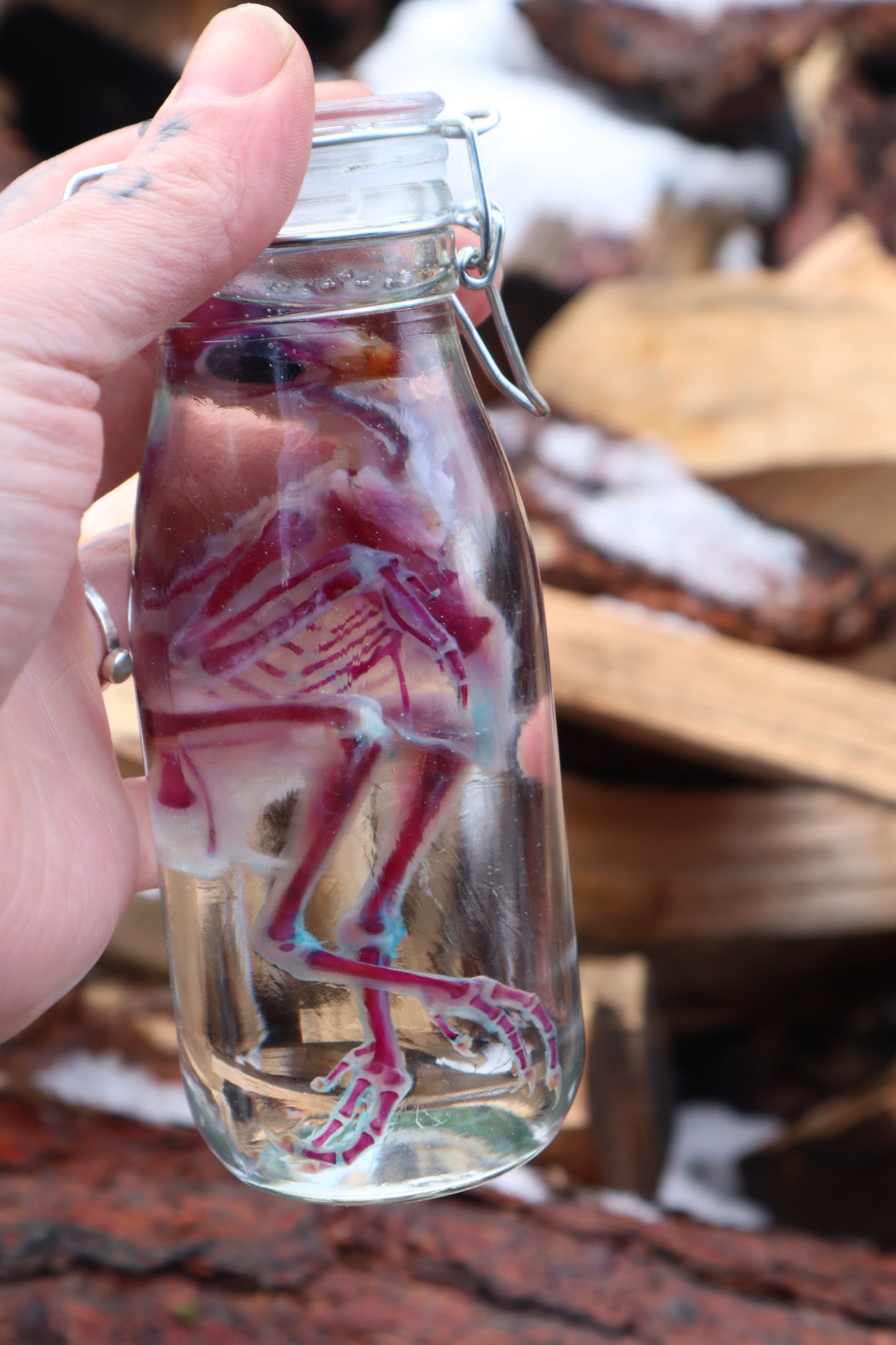 Sub-Adult Chicken Diaphonization