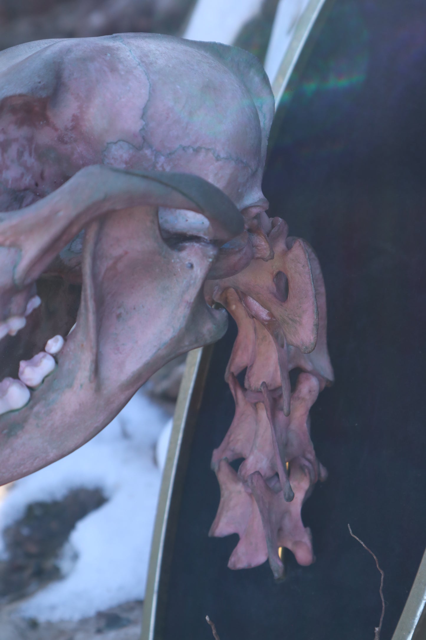 Celestial Coyote Articulation