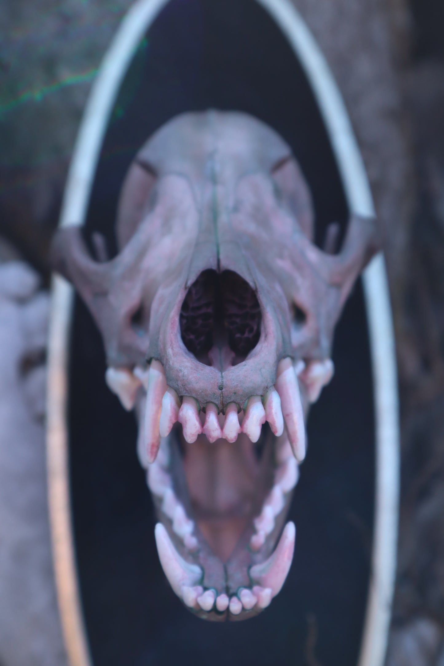 Celestial Coyote Articulation