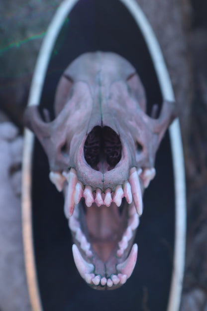 Celestial Coyote Articulation