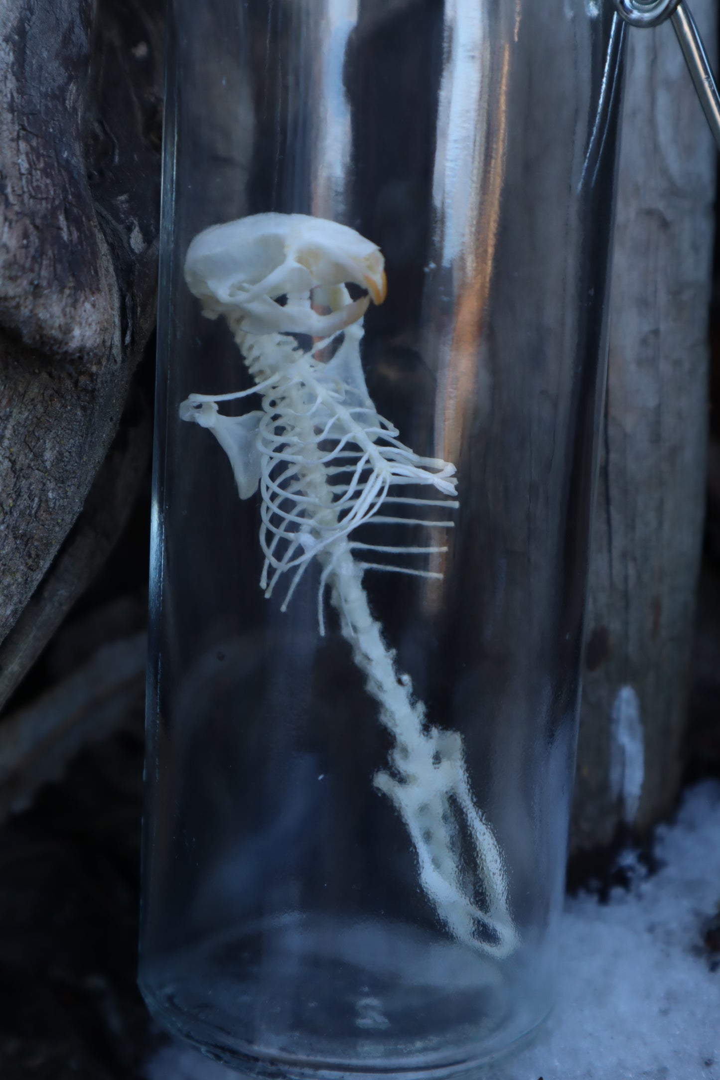 Mouse Articulation
