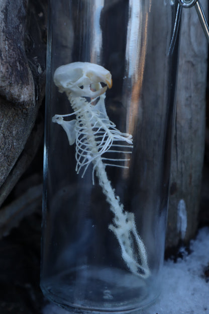 Mouse Articulation