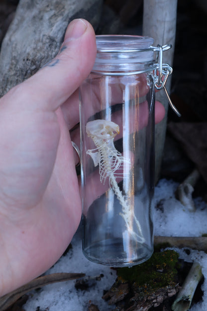 Mouse Articulation