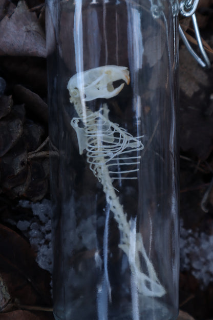 Mouse Articulation