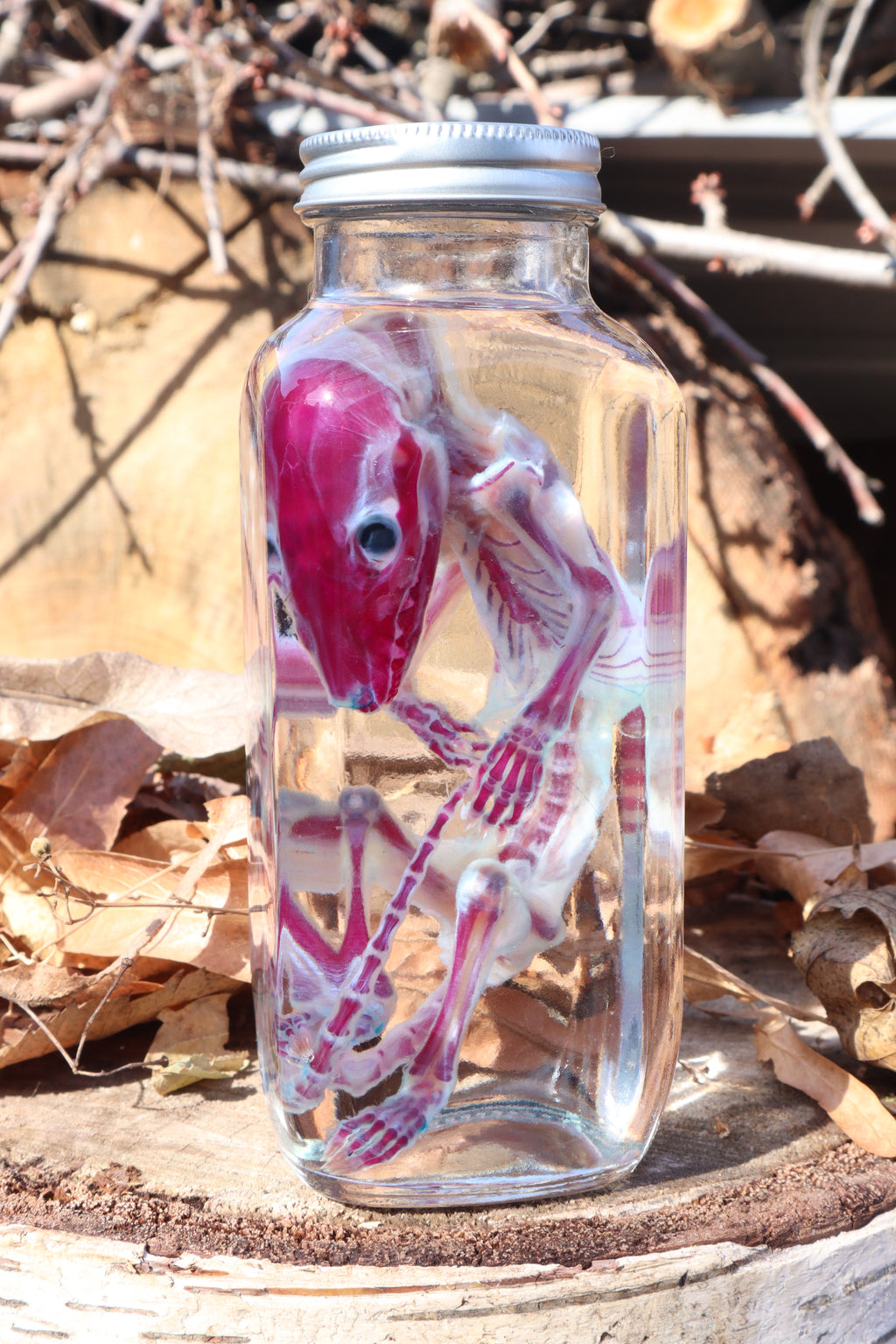 Diaphonized Juvenile Opossum