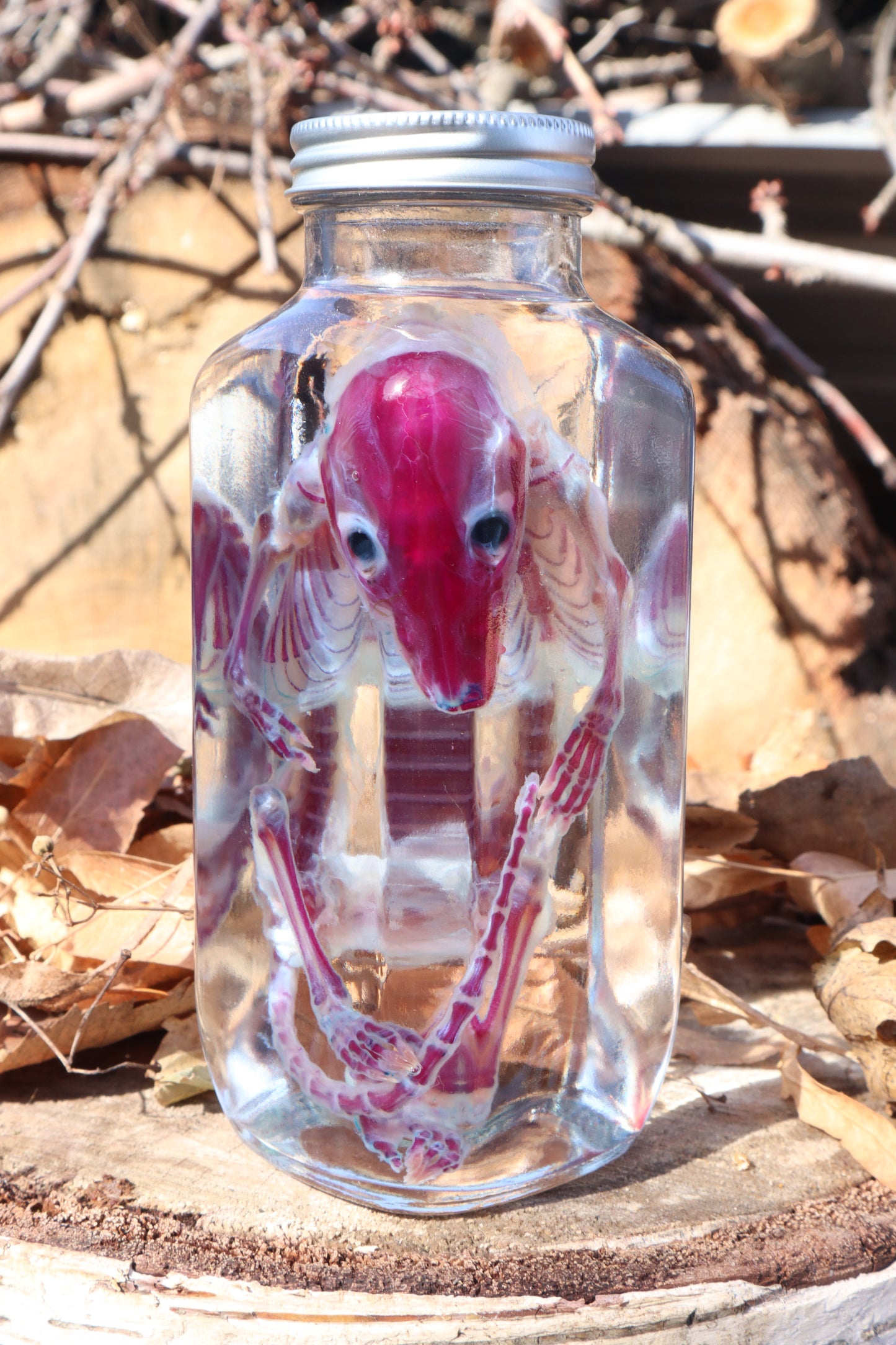Diaphonized Juvenile Opossum