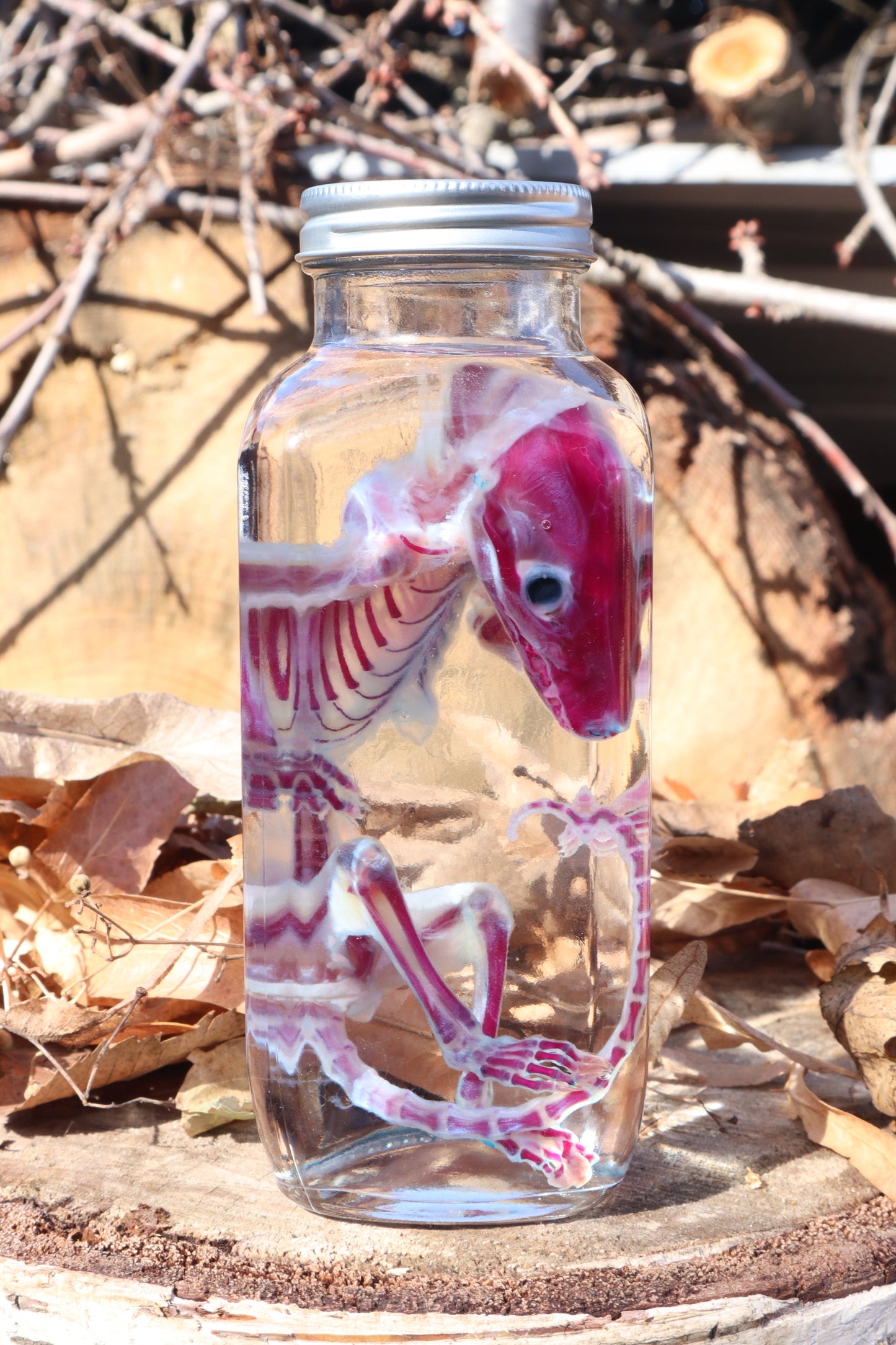 Diaphonized Juvenile Opossum