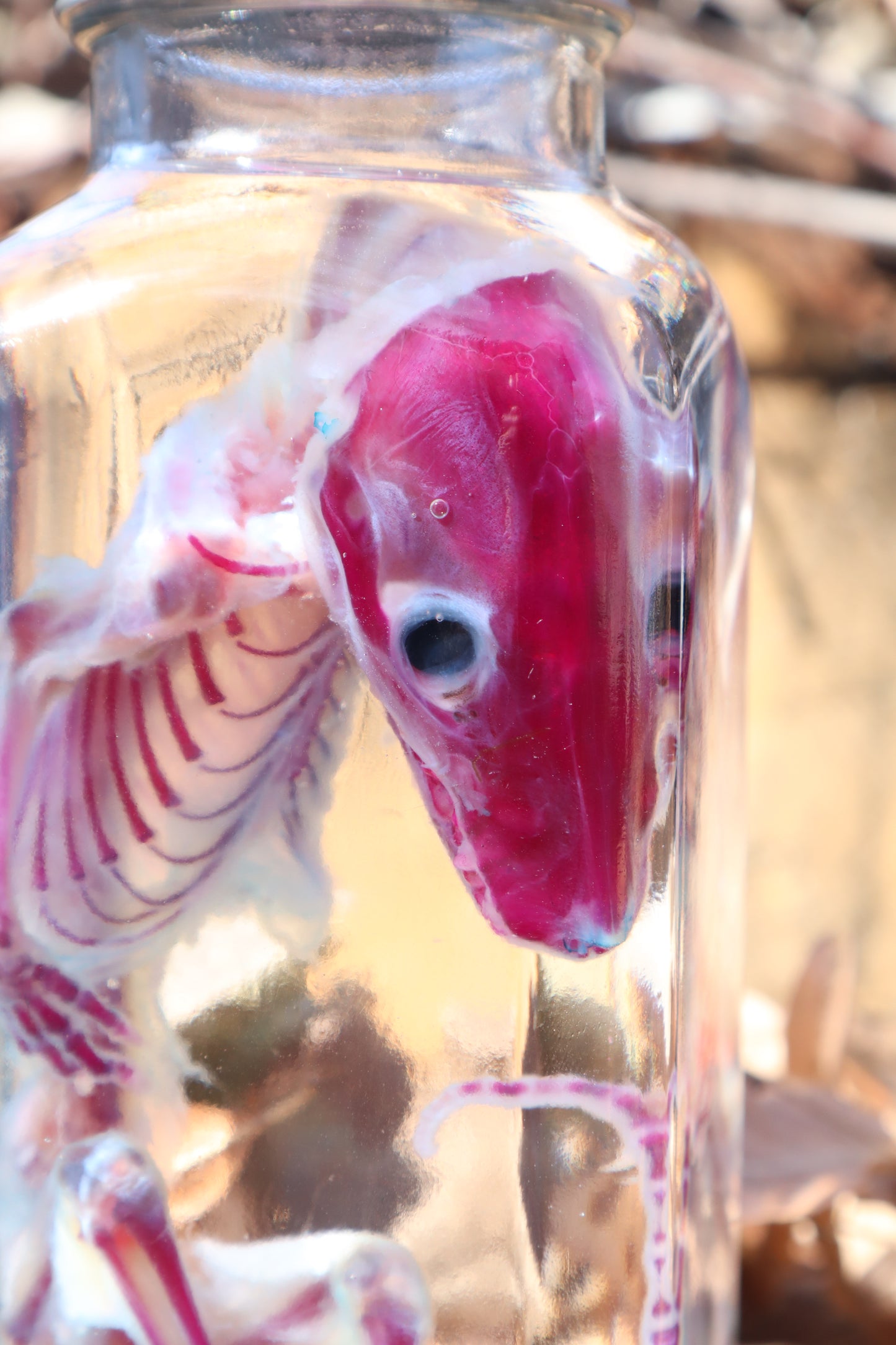 Diaphonized Juvenile Opossum