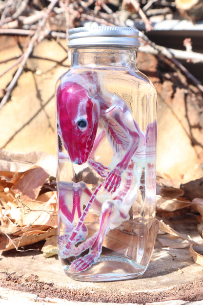 Diaphonized Juvenile Opossum
