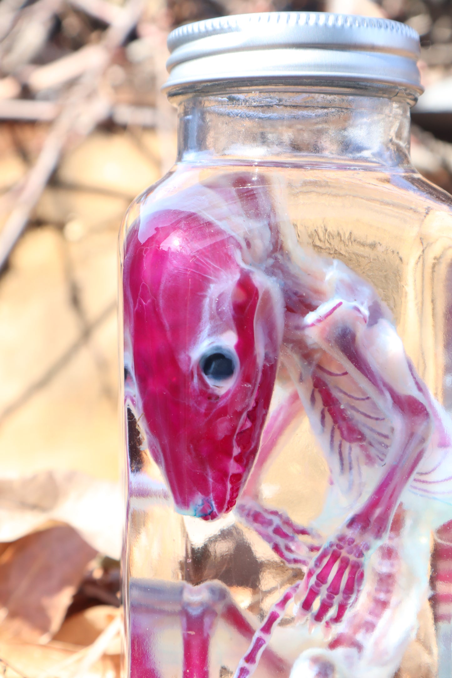 Diaphonized Juvenile Opossum