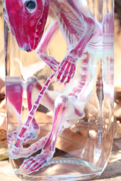 Diaphonized Juvenile Opossum