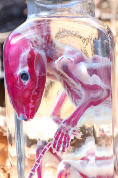 Diaphonized Juvenile Opossum