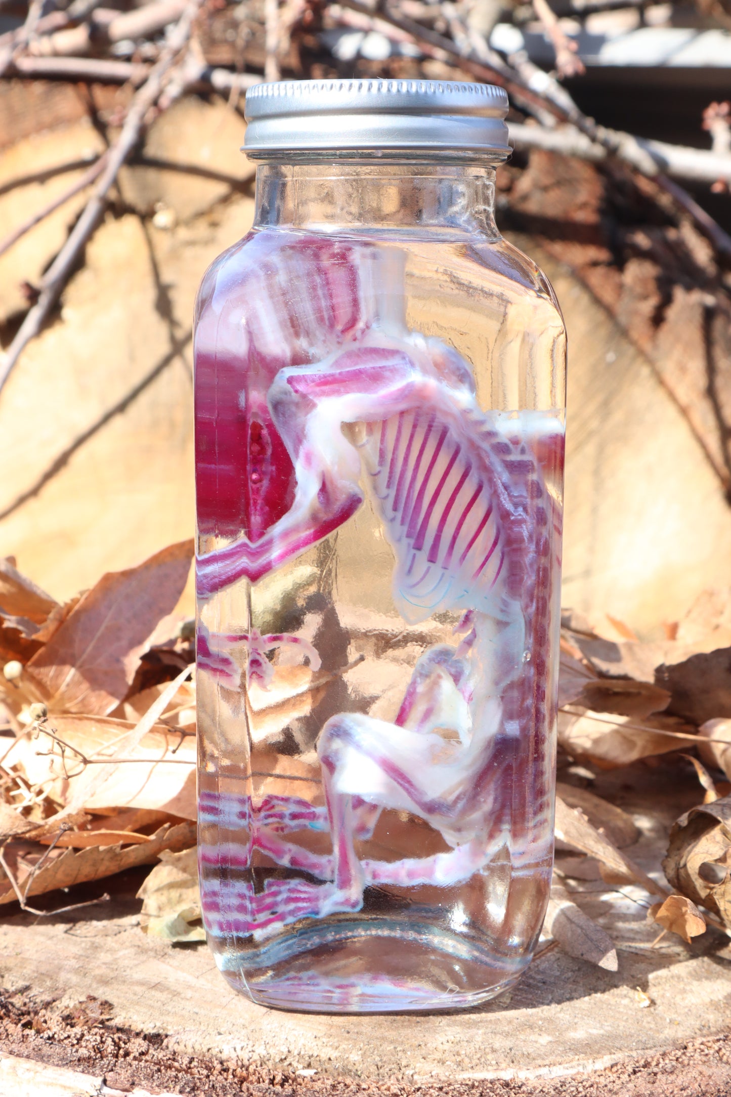Diaphonized Juvenile Opossum