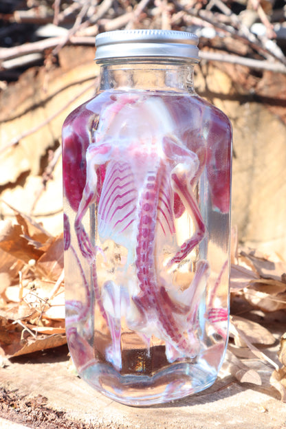 Diaphonized Juvenile Opossum