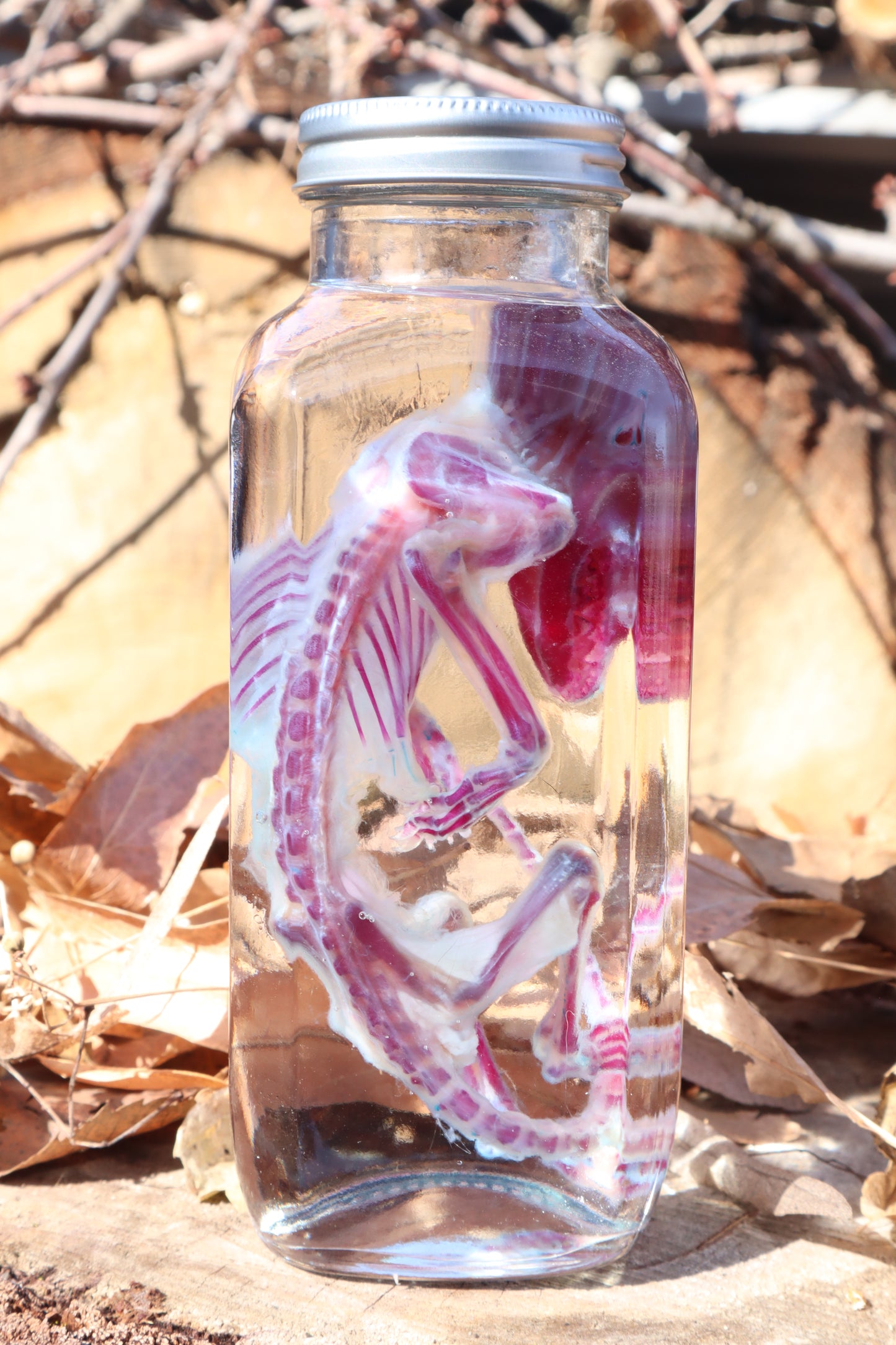 Diaphonized Juvenile Opossum