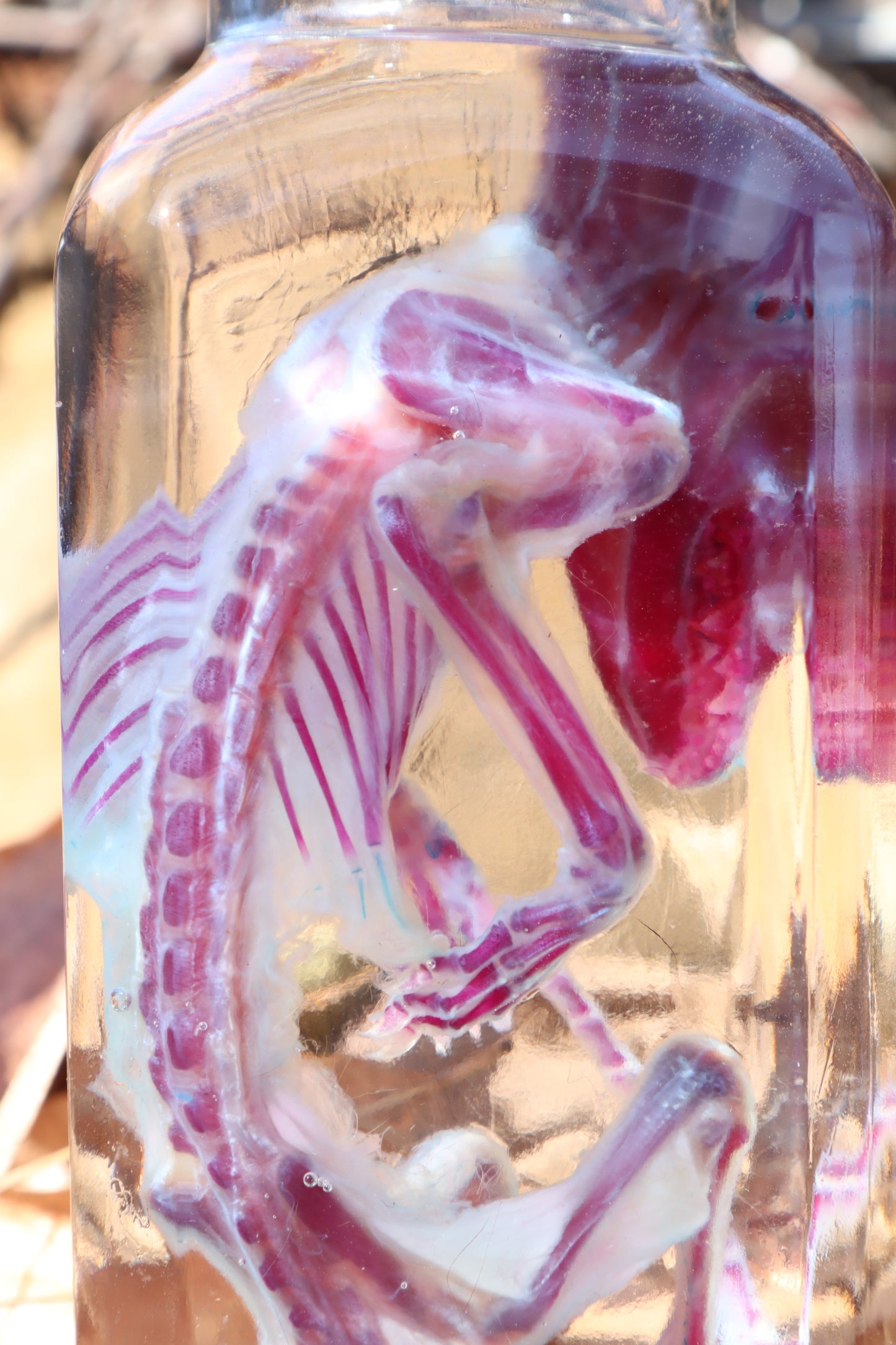 Diaphonized Juvenile Opossum