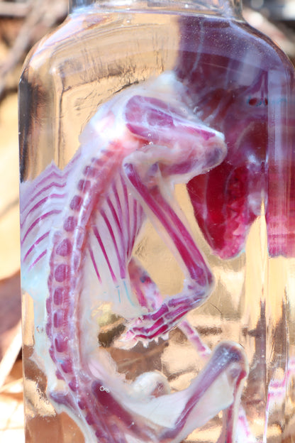 Diaphonized Juvenile Opossum