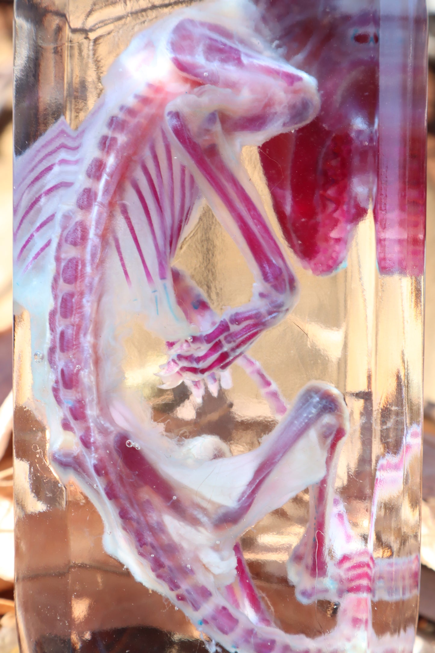 Diaphonized Juvenile Opossum