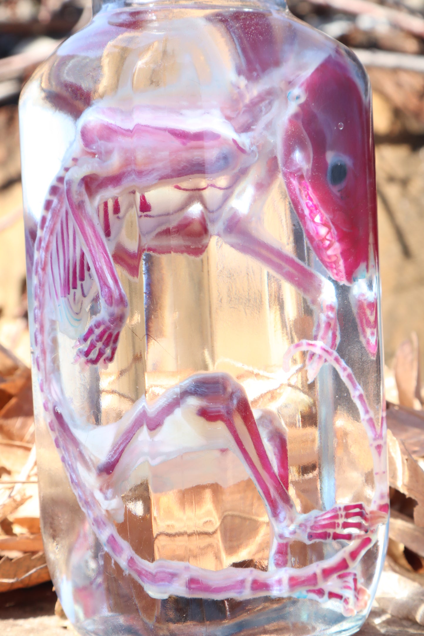 Diaphonized Juvenile Opossum