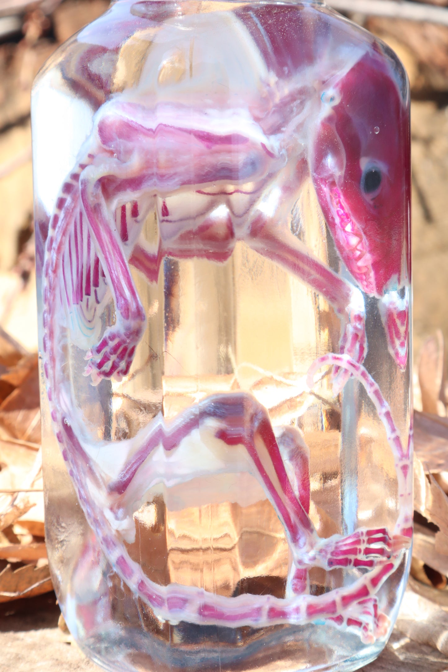 Diaphonized Juvenile Opossum