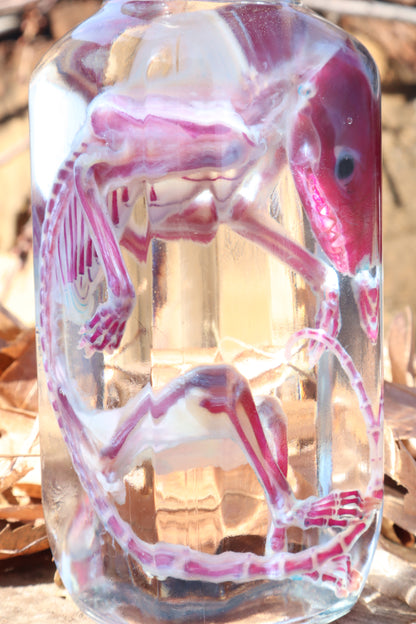 Diaphonized Juvenile Opossum