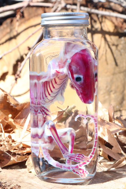 Diaphonized Juvenile Opossum