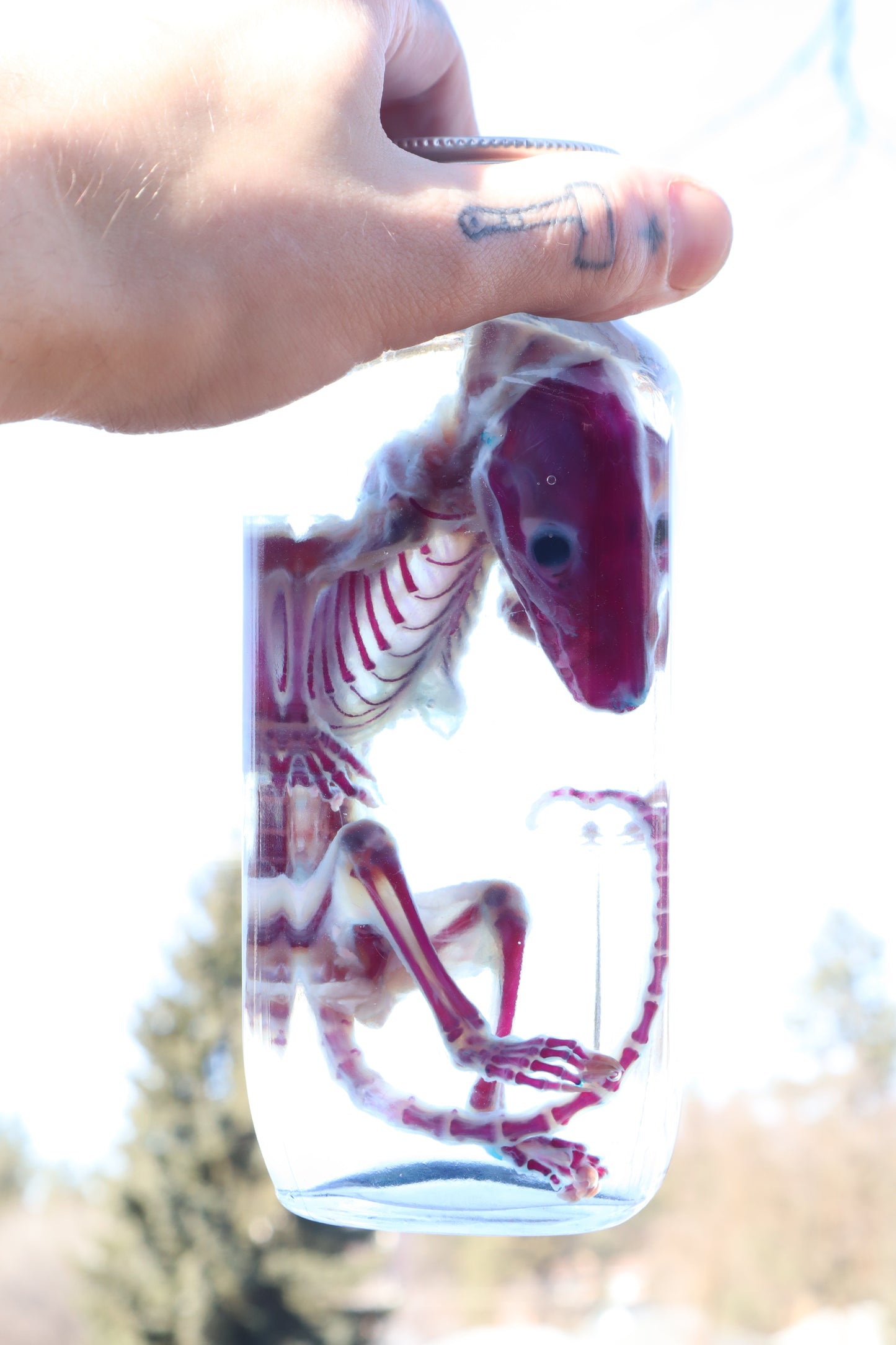 Diaphonized Juvenile Opossum
