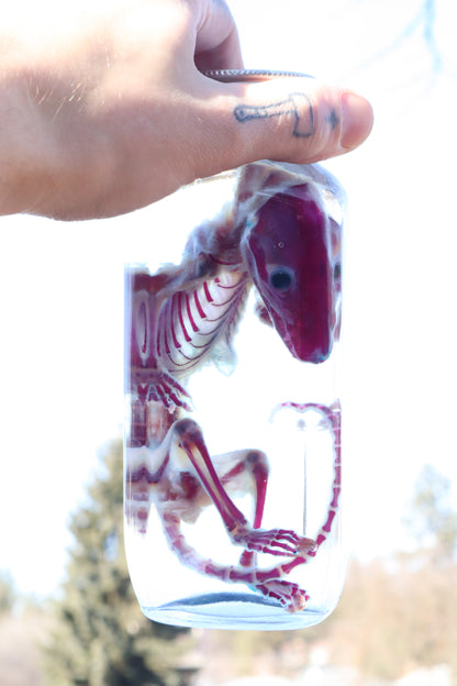 Diaphonized Juvenile Opossum