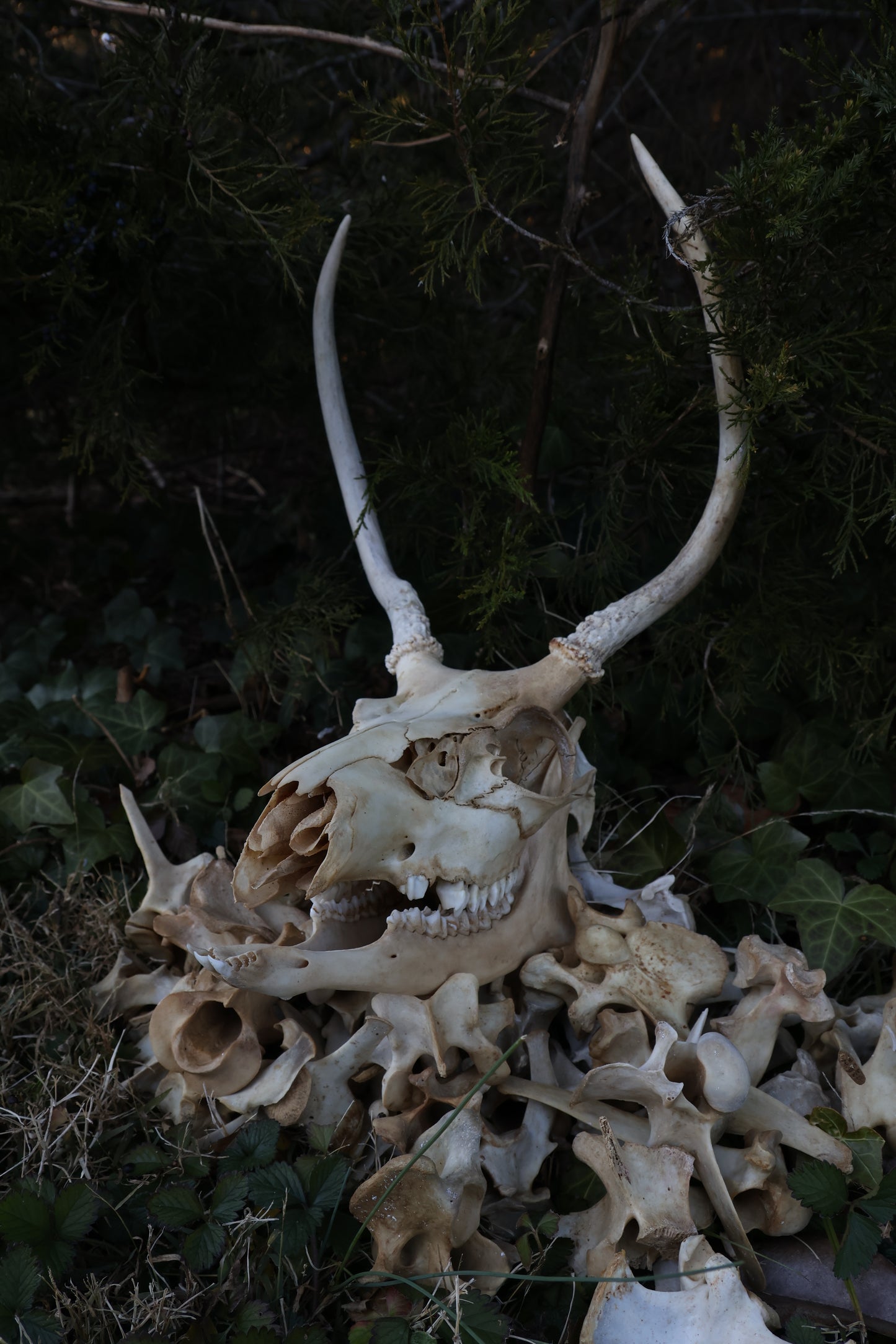 Reserved - Craft Whitetail Spike Buck and Vertebrae