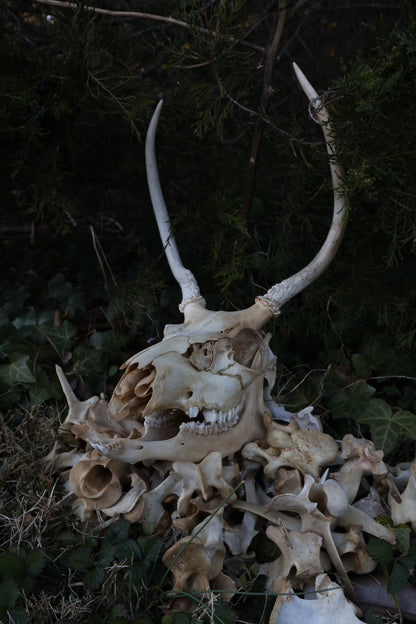 Reserved - Craft Whitetail Spike Buck and Vertebrae