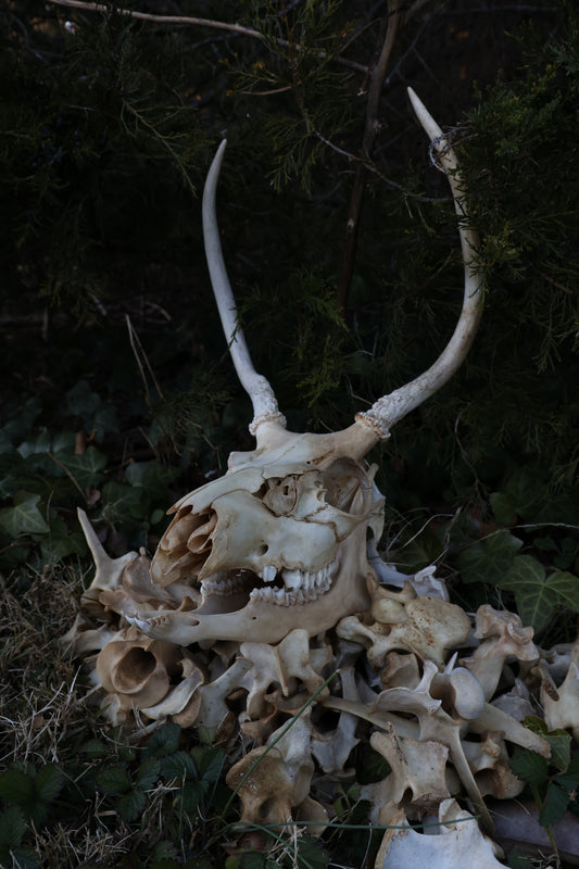 Reserved - Craft Whitetail Spike Buck and Vertebrae