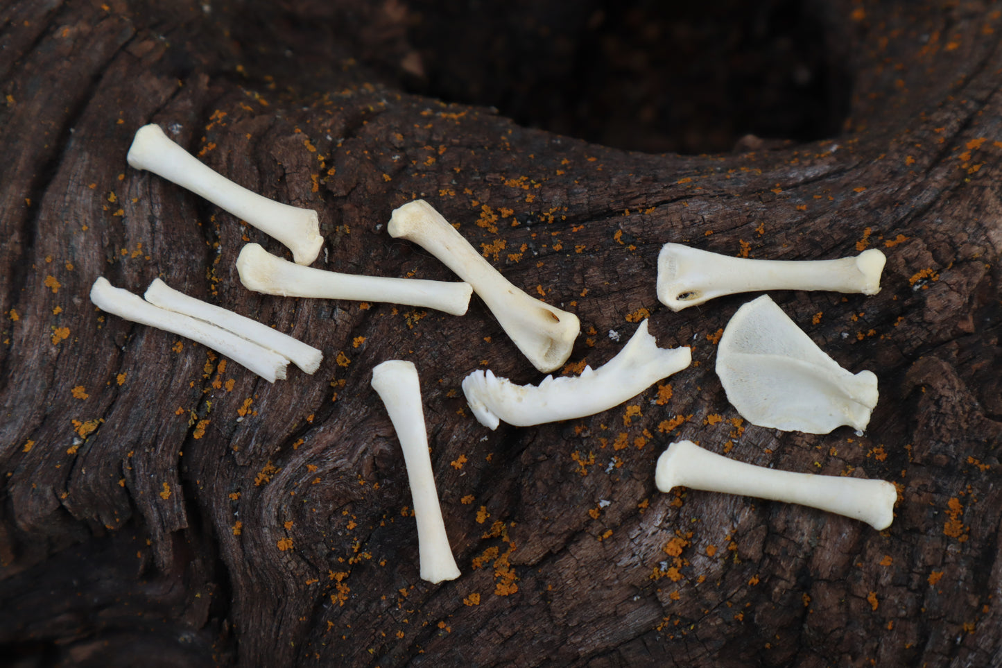 Kitten Bone Lot