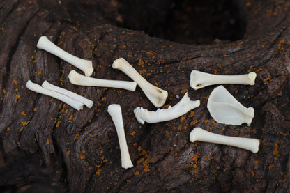 Kitten Bone Lot