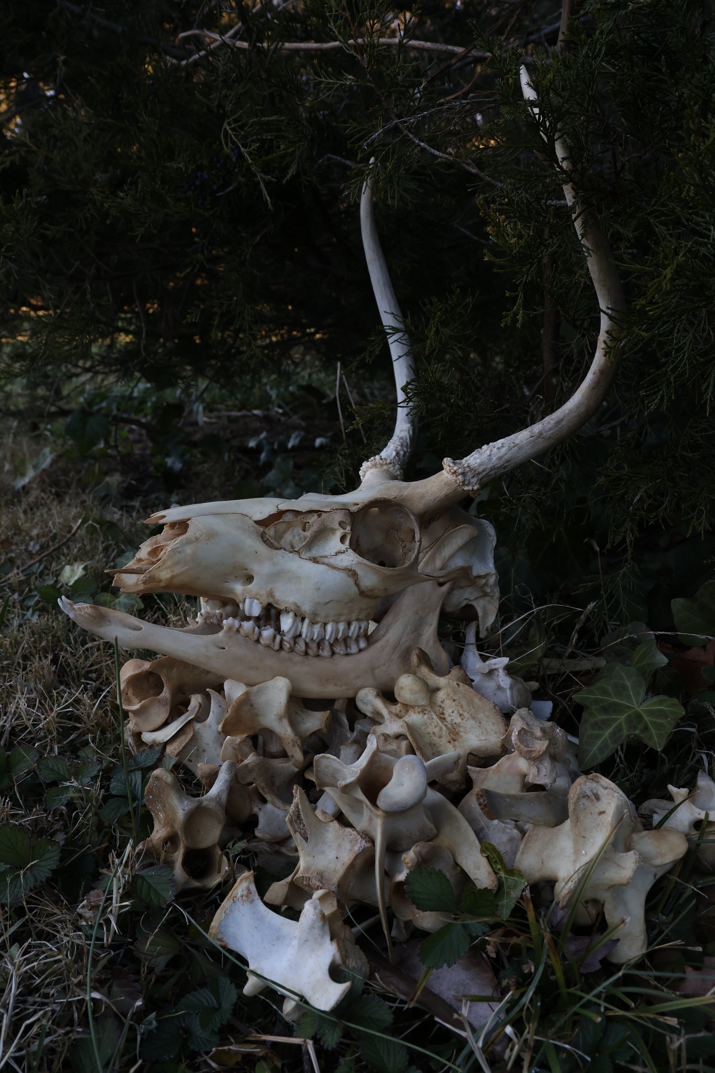 Reserved - Craft Whitetail Spike Buck and Vertebrae