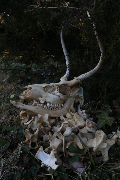 Reserved - Craft Whitetail Spike Buck and Vertebrae