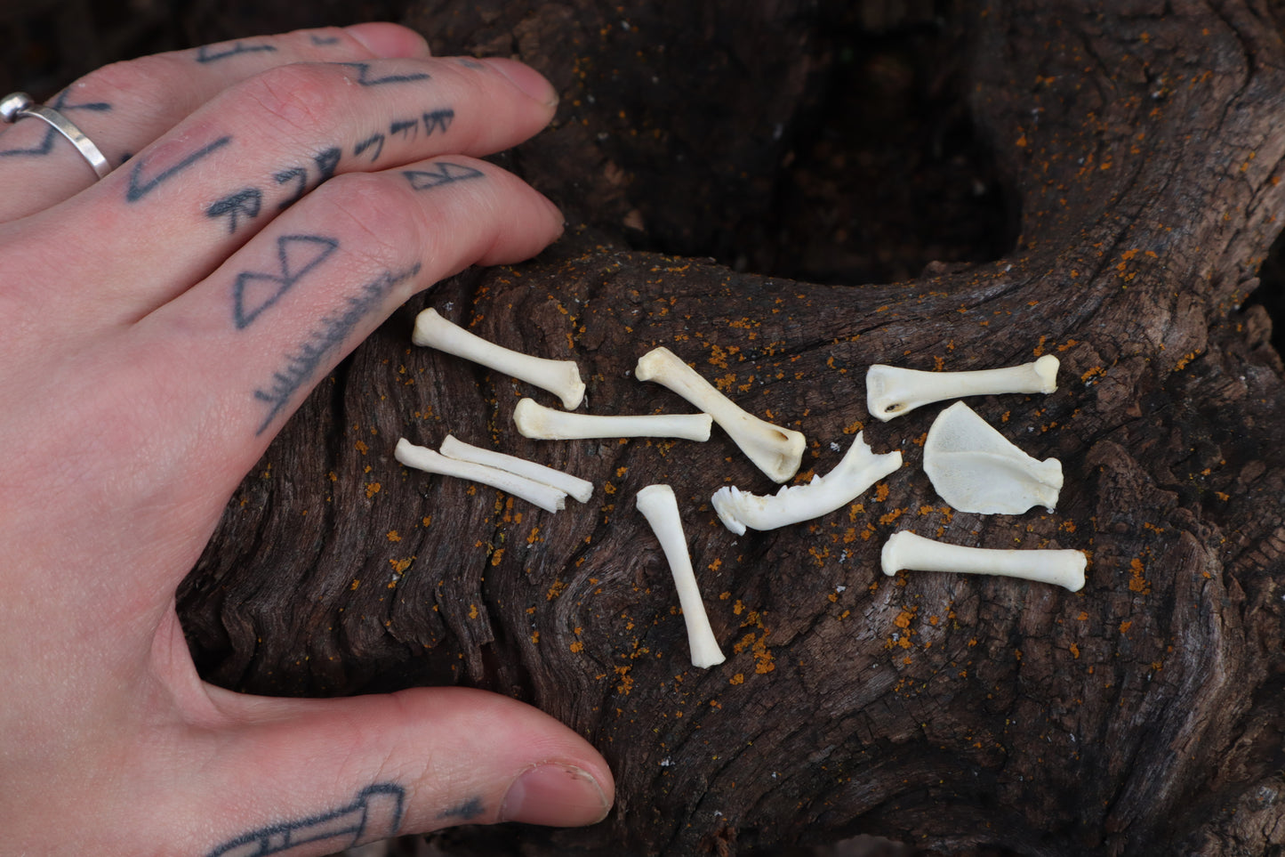 Kitten Bone Lot