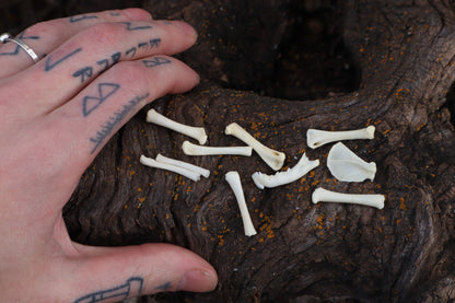 Kitten Bone Lot