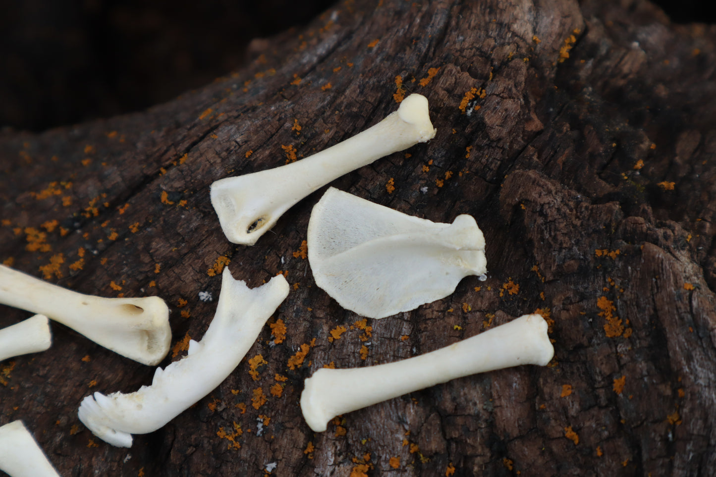 Kitten Bone Lot