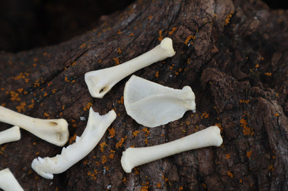 Kitten Bone Lot