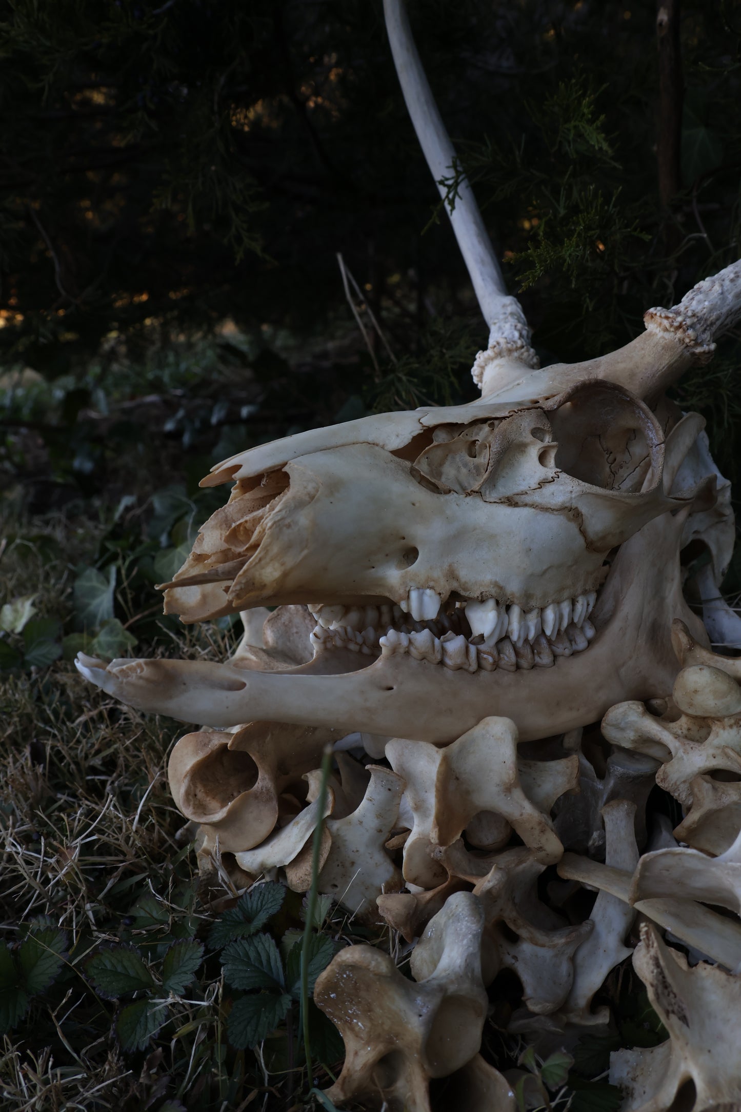 Reserved - Craft Whitetail Spike Buck and Vertebrae