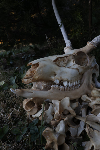 Reserved - Craft Whitetail Spike Buck and Vertebrae