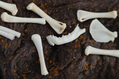Kitten Bone Lot